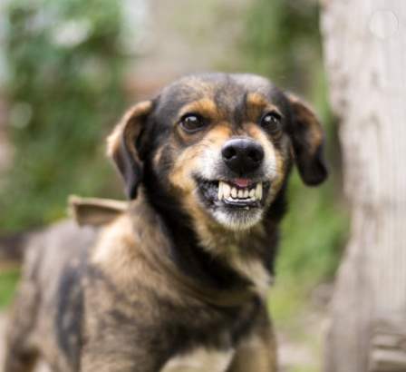 Dog Baring Teeth